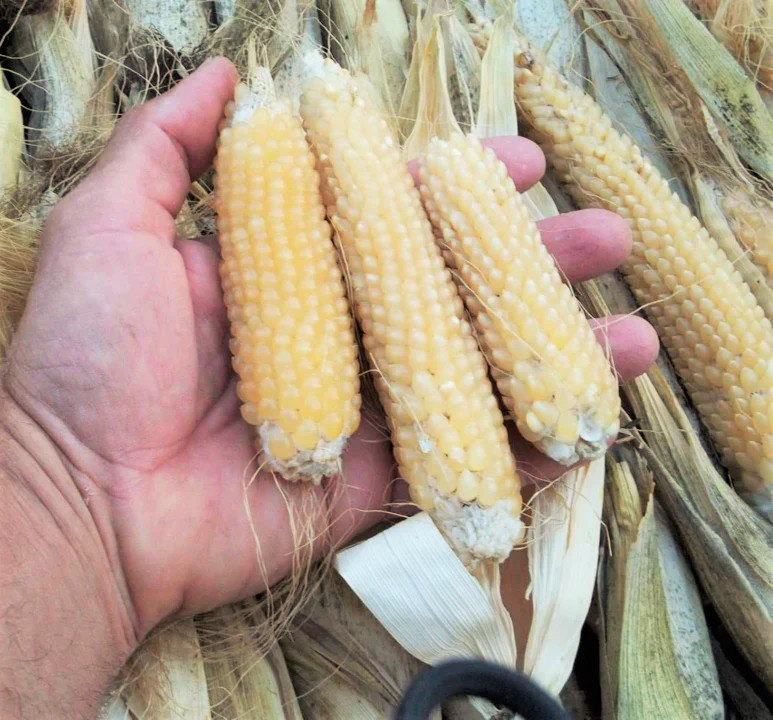 Japanese White Hulless Popcorn Seeds | Popping Ornamental Field Corn Seeds 2023