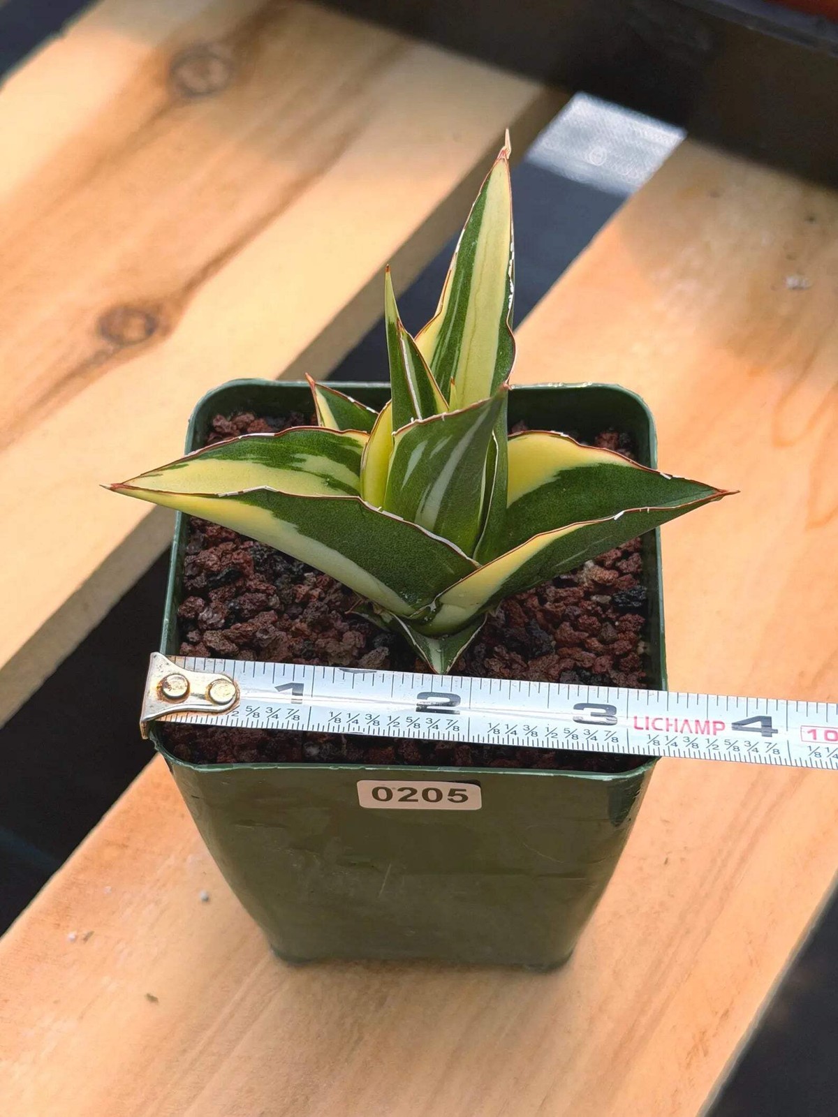 Variegated Sansevieria Tower | Rare Snake Plant | Easy Care Live Houseplant