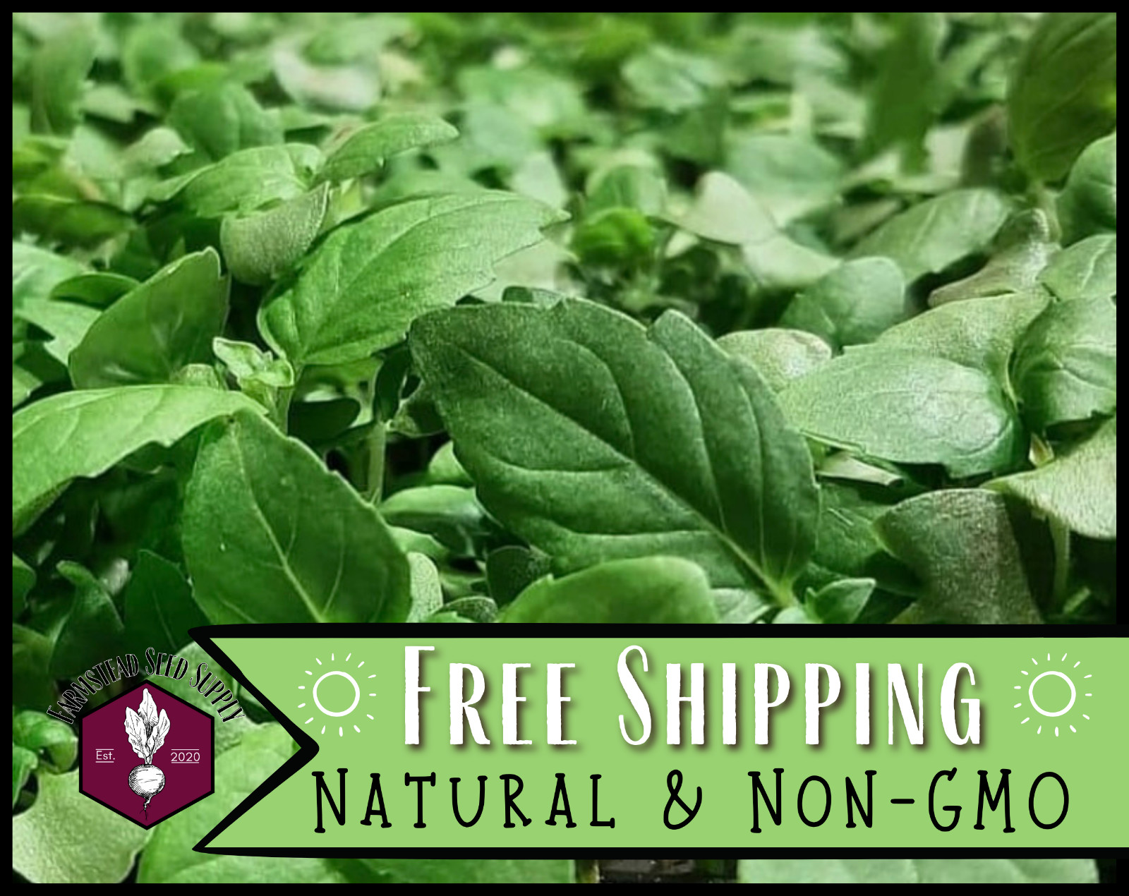 1,400+ Lemon Basil Seeds, Rare Heirloom Herb Garden Seed Pack, Non-GMO, USA