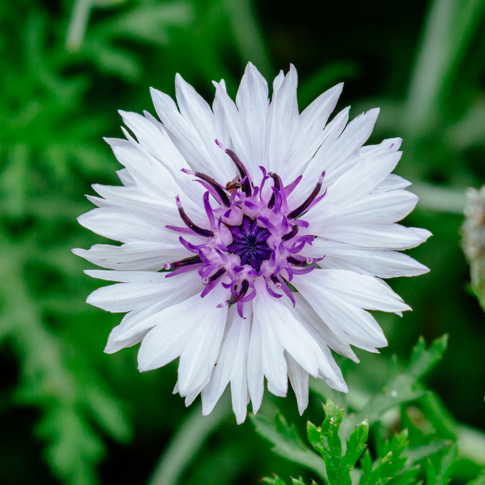 2,000 CENTAUREA CYANUS Seeds (White Cornflower) | NON-GMO | Free shipping