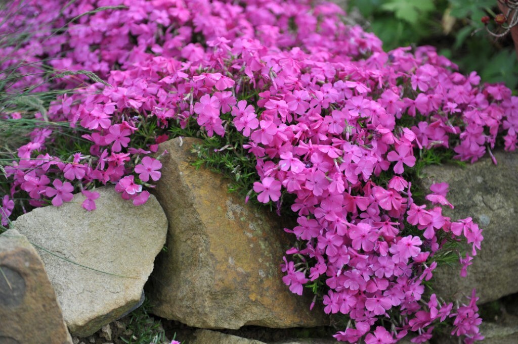 100+ McDaniel’s Cushion Phlox Seeds for Garden Planting – USA – FREE SHIPPING!