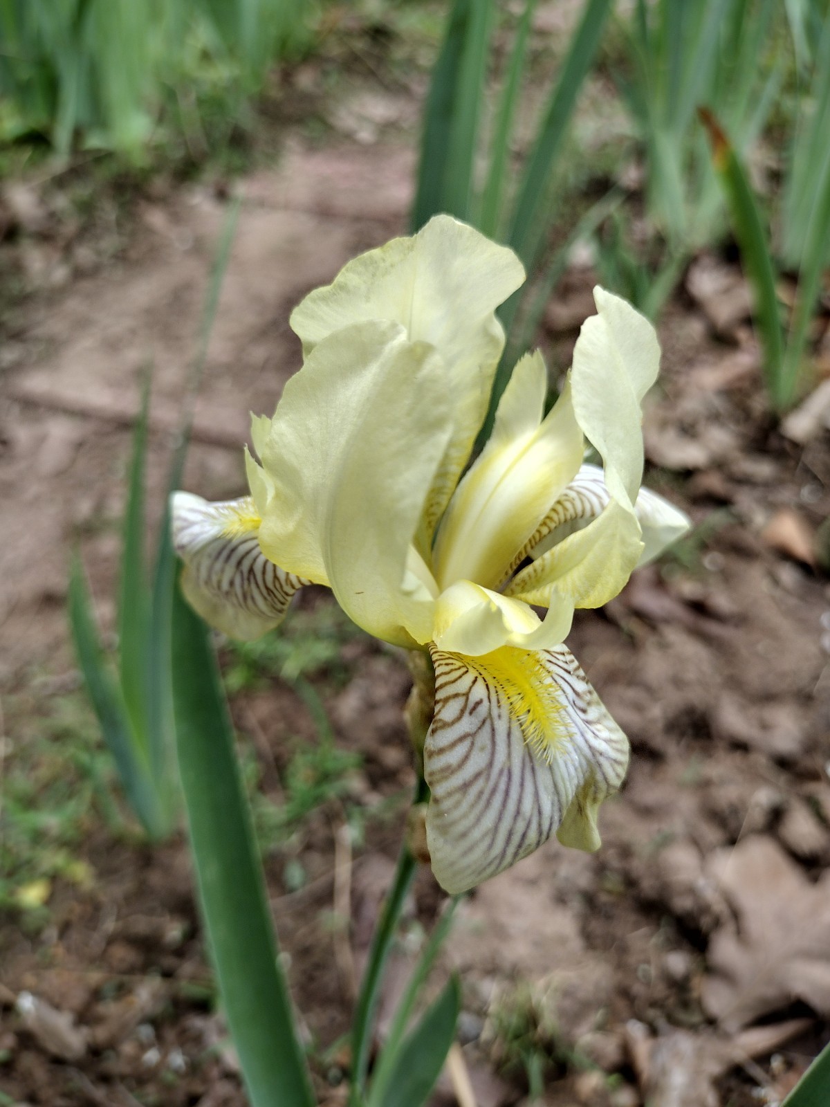 Hardy Iris Rhizomes – 5 Pack – Mixed Colors – Easy to Grow