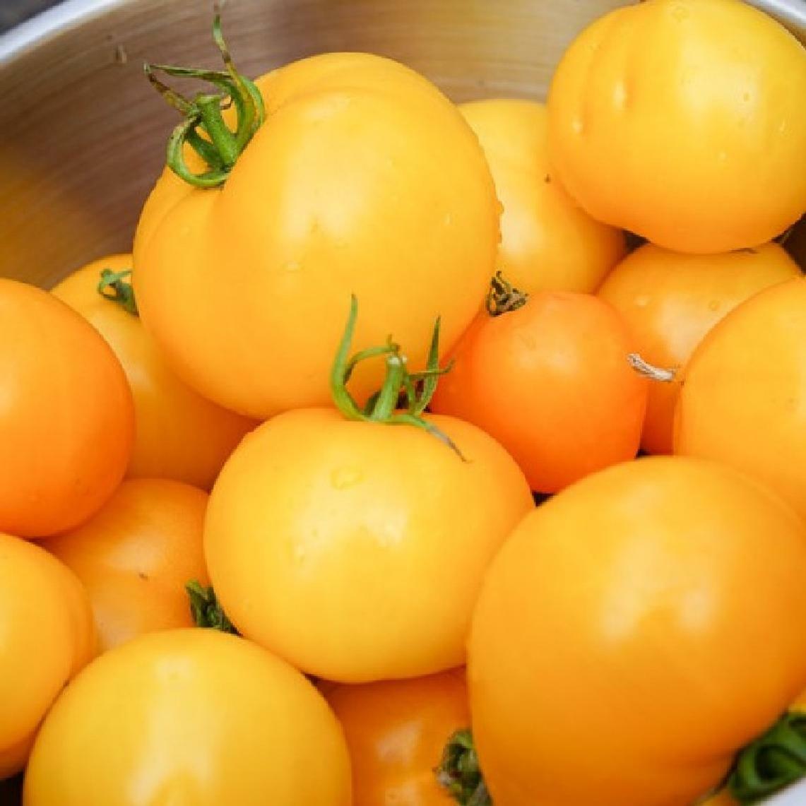 Golden Jubilee Tomato Seeds 150 Ct Vegetable HEIRLOOM NON-GMO USA FREE SHIPPING