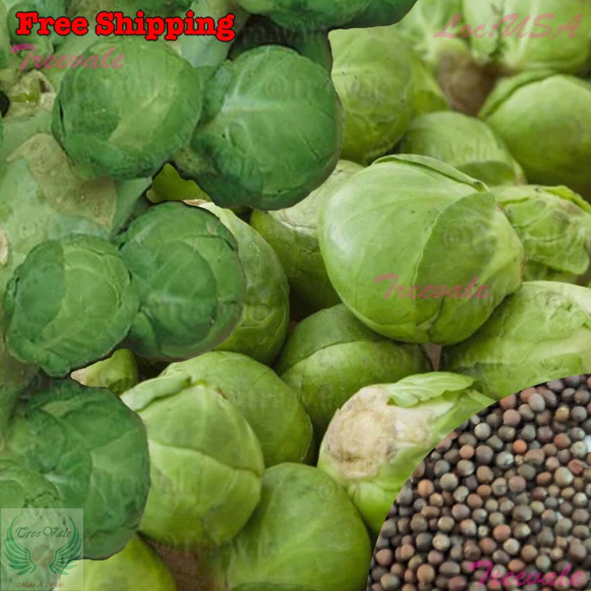 Brussel Sprouts Seeds | Vegetable Seeds