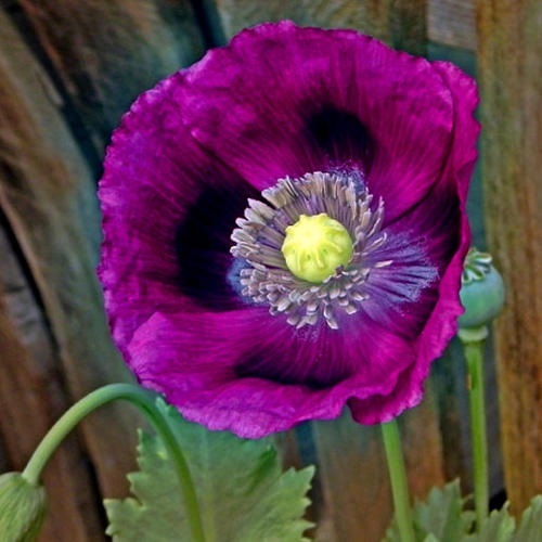 35+ SPRINGER GRAPE PAPAVER LAURENS POPPY FLOWER SEEDS / PERENNIAL