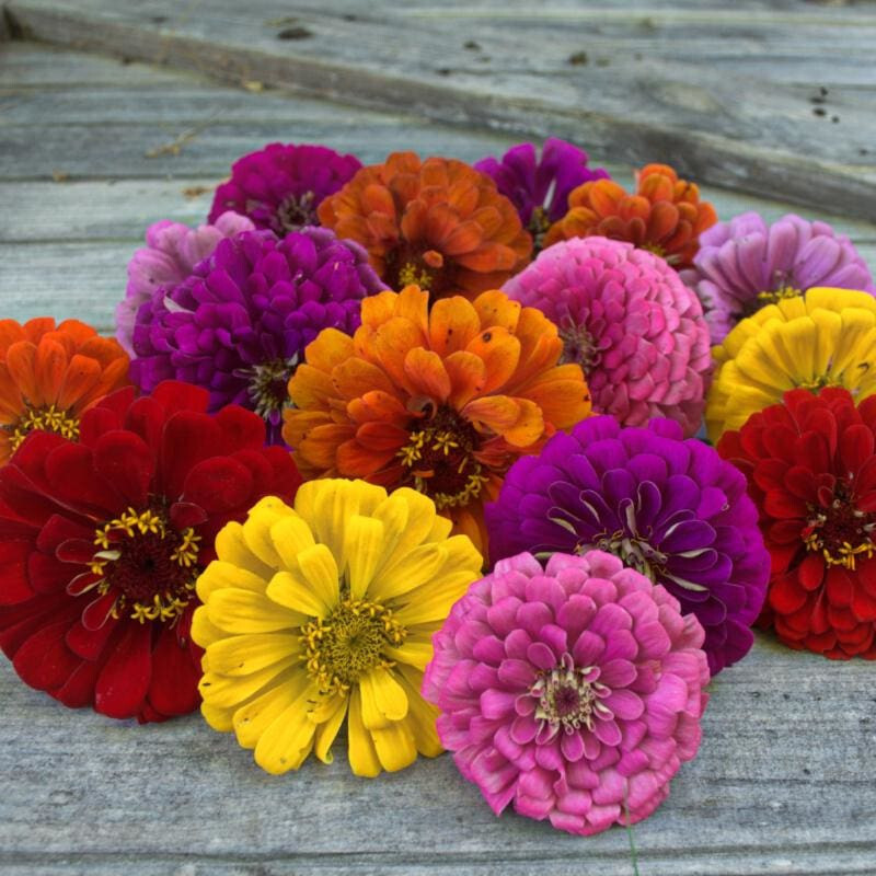 100 DAHLIA FLOWERED ZINNIA FLOWER MIX SEEDS ~ 2026 ~ heirloomseedguy ~ USA