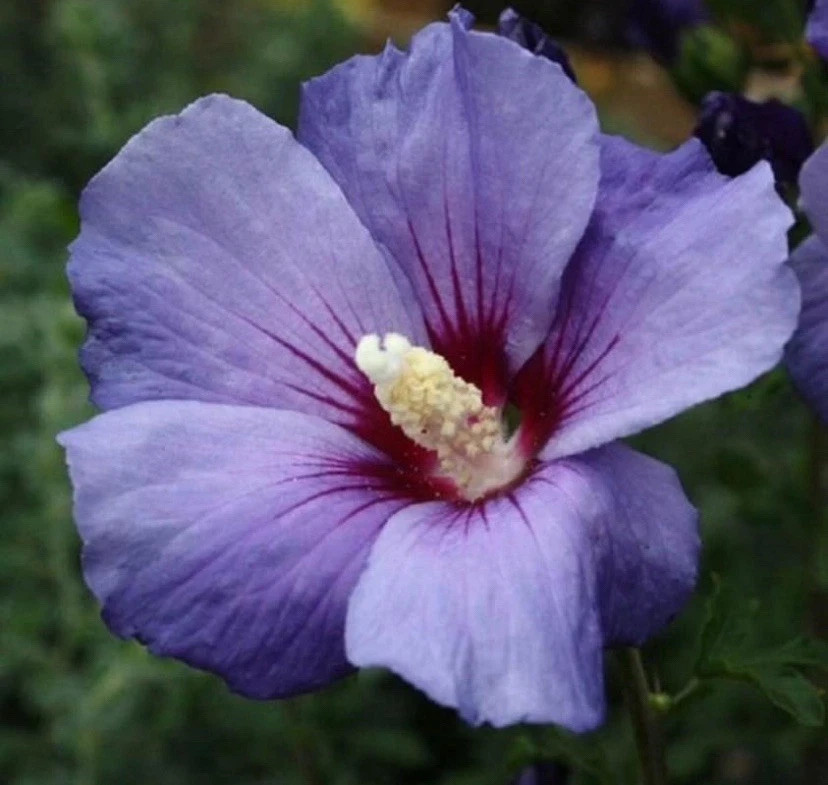 50 Seeds Mixed Colors ROSE Of SHARON (HIBISCUS Syriacus) Double & Single Flowers