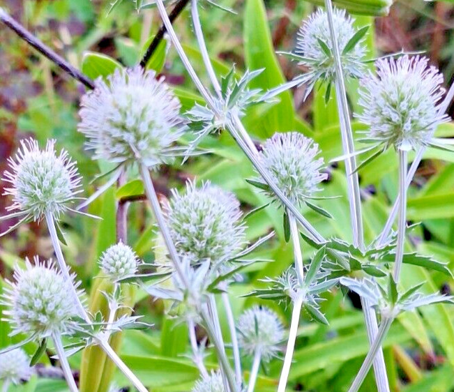 WHITE SEA HOLLY 100 SEEDS, ERYNGIUM, WHITE FLOWERS, mariesgreengarden