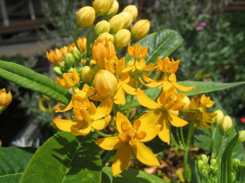 Asclepias curassavica Silky Gold | 20_Seeds
