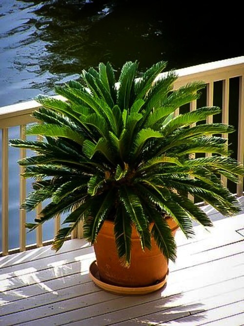 10 King Sago Palm Seeds (Cycas Revoluta) Rare Tropical Prehistoric Cycad Hardy-8
