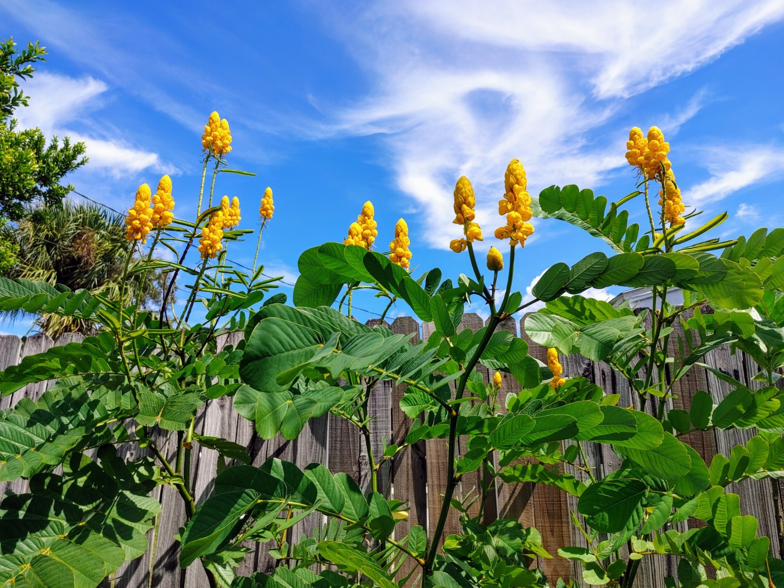Candlestick Cassia Senna Alata Yellow Flowering Plant – 50+ Seeds