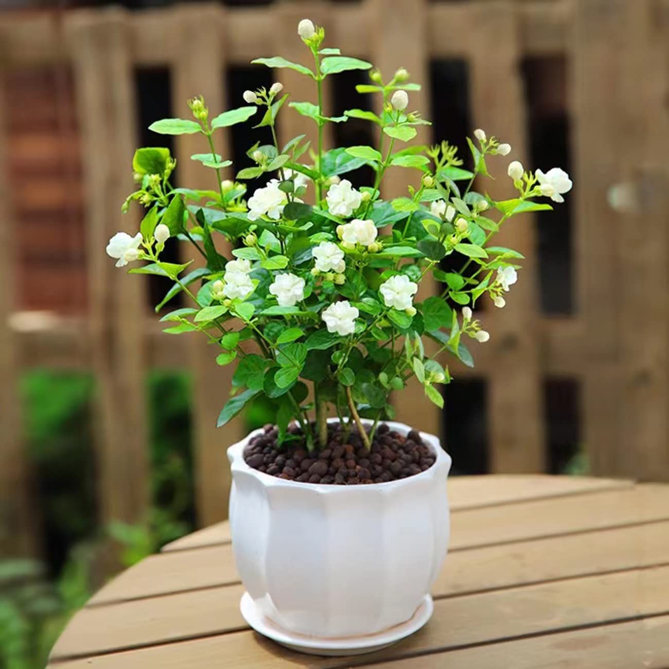100+ Non-GMO Climbing Jasmine Seeds – Fragrant Evergreen Plant for Garden