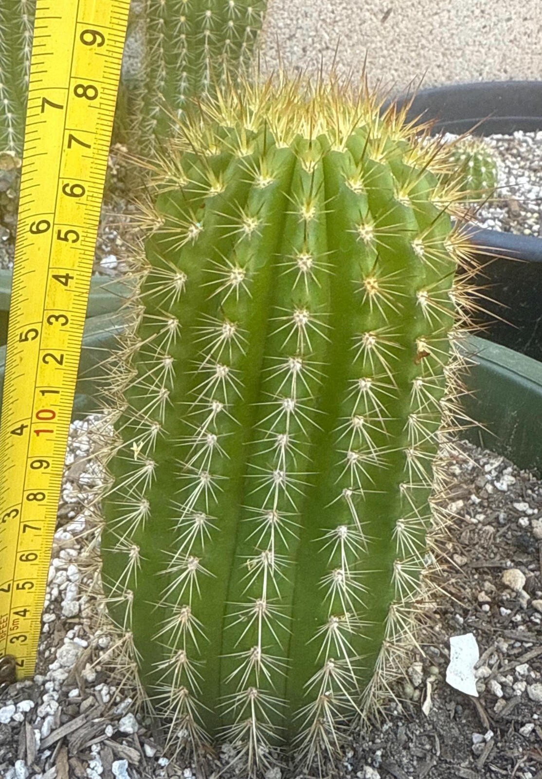 7 INCH,T.Cereus,Hybrid,CHERRY RED,Echinopsis,Rooted,Cactus,Blooming,Plant