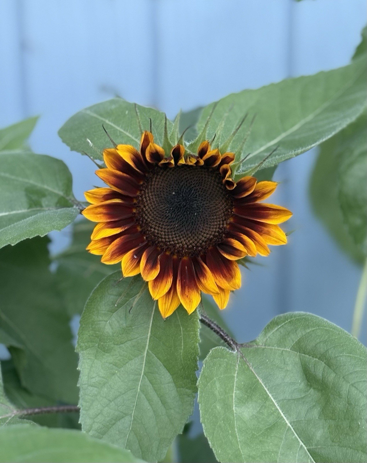 Beautiful Mix Of Shock O Lat & Ring Of Fire Sunflower Seeds 100