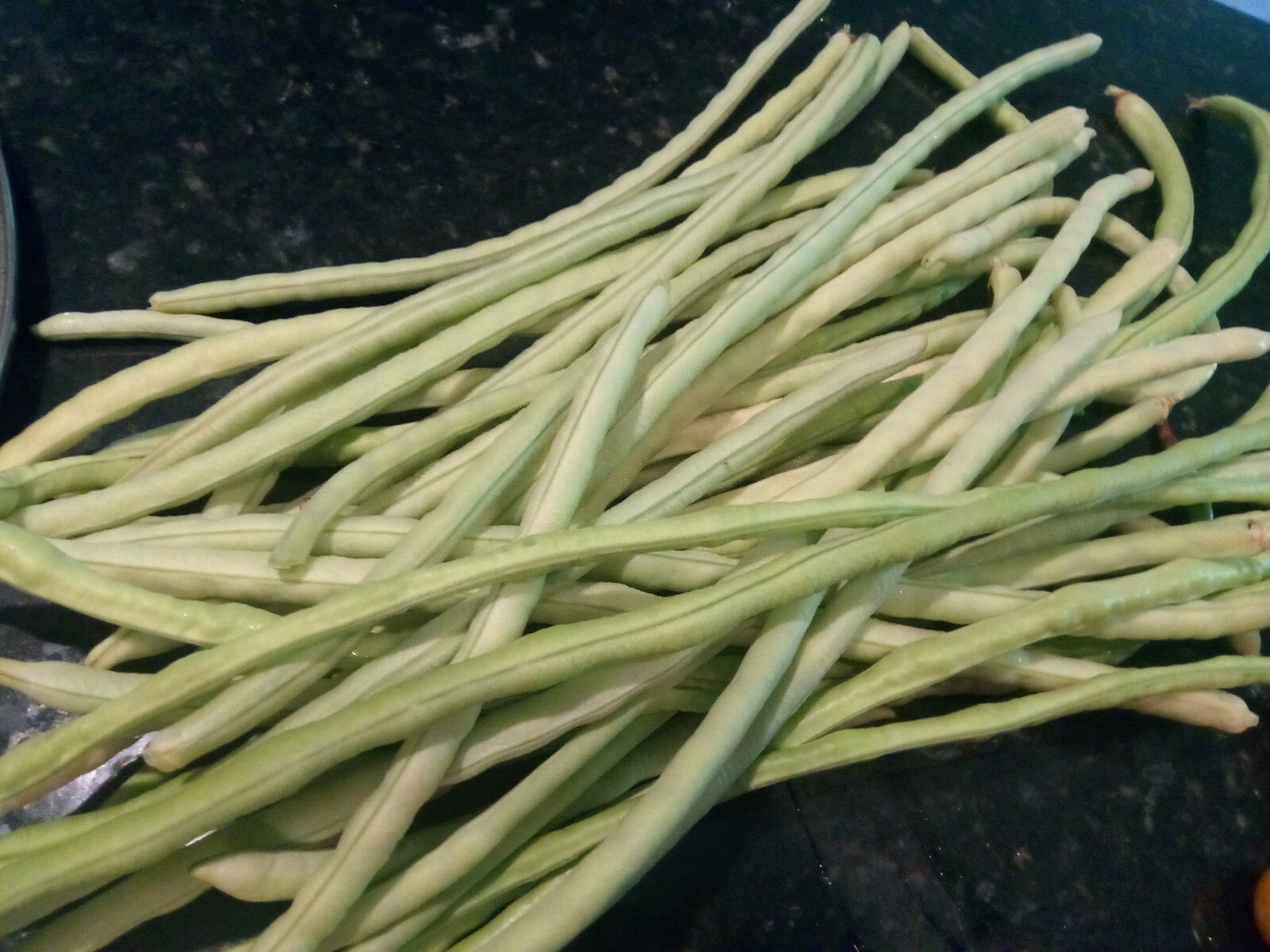 15 Organic Asian Long Bean Seeds (White,Short Variety), Dwarf/Bush Type.