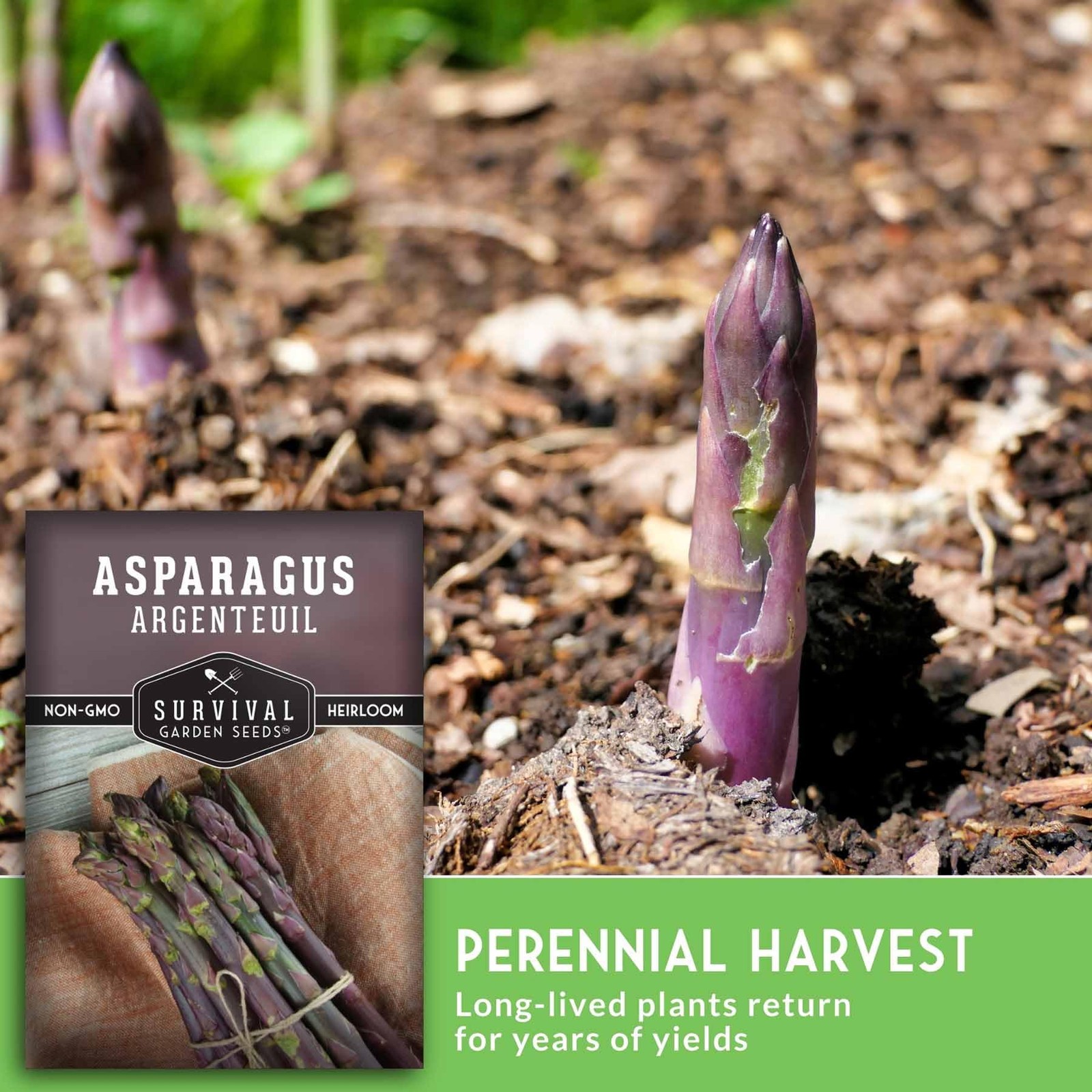 Purple Asparagus Seeds for Planting – Non-GMO Heirloom Vegetable Garden (3