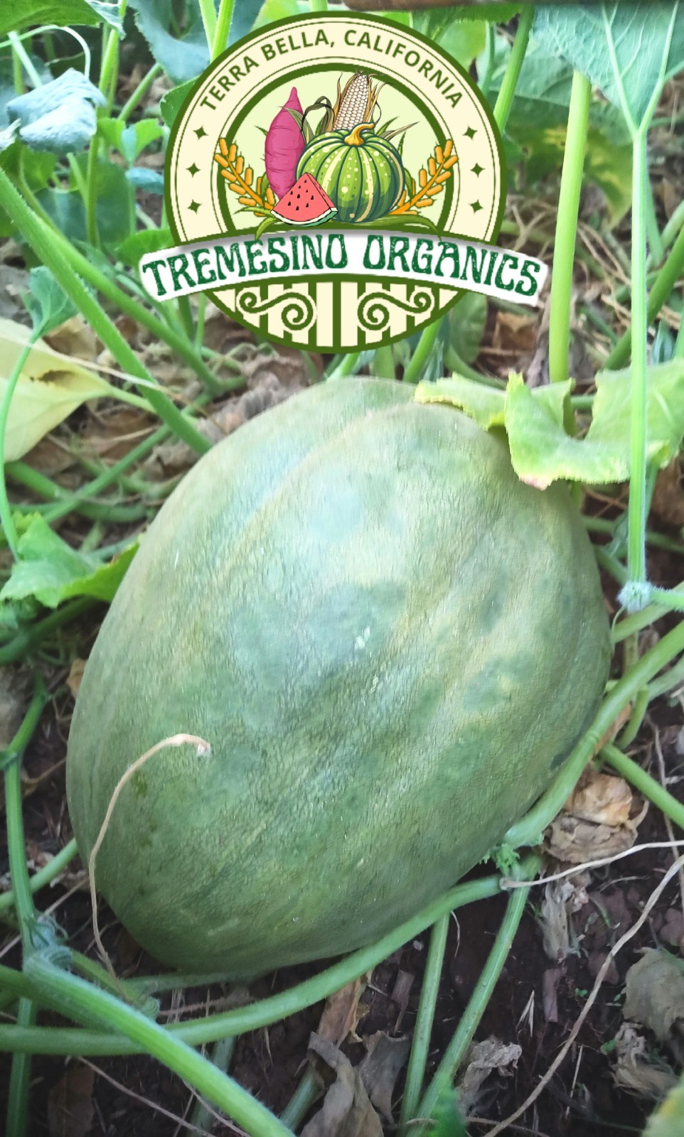 Organic Mexican Hardshell Squash 15 Seeds- Calabaza Mexicana, 15 Semillas