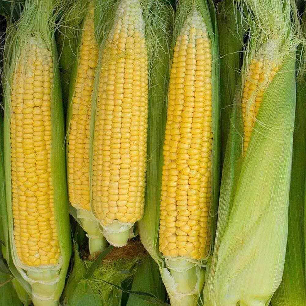 Golden Bantam Heirloom Sweet Corn Seeds