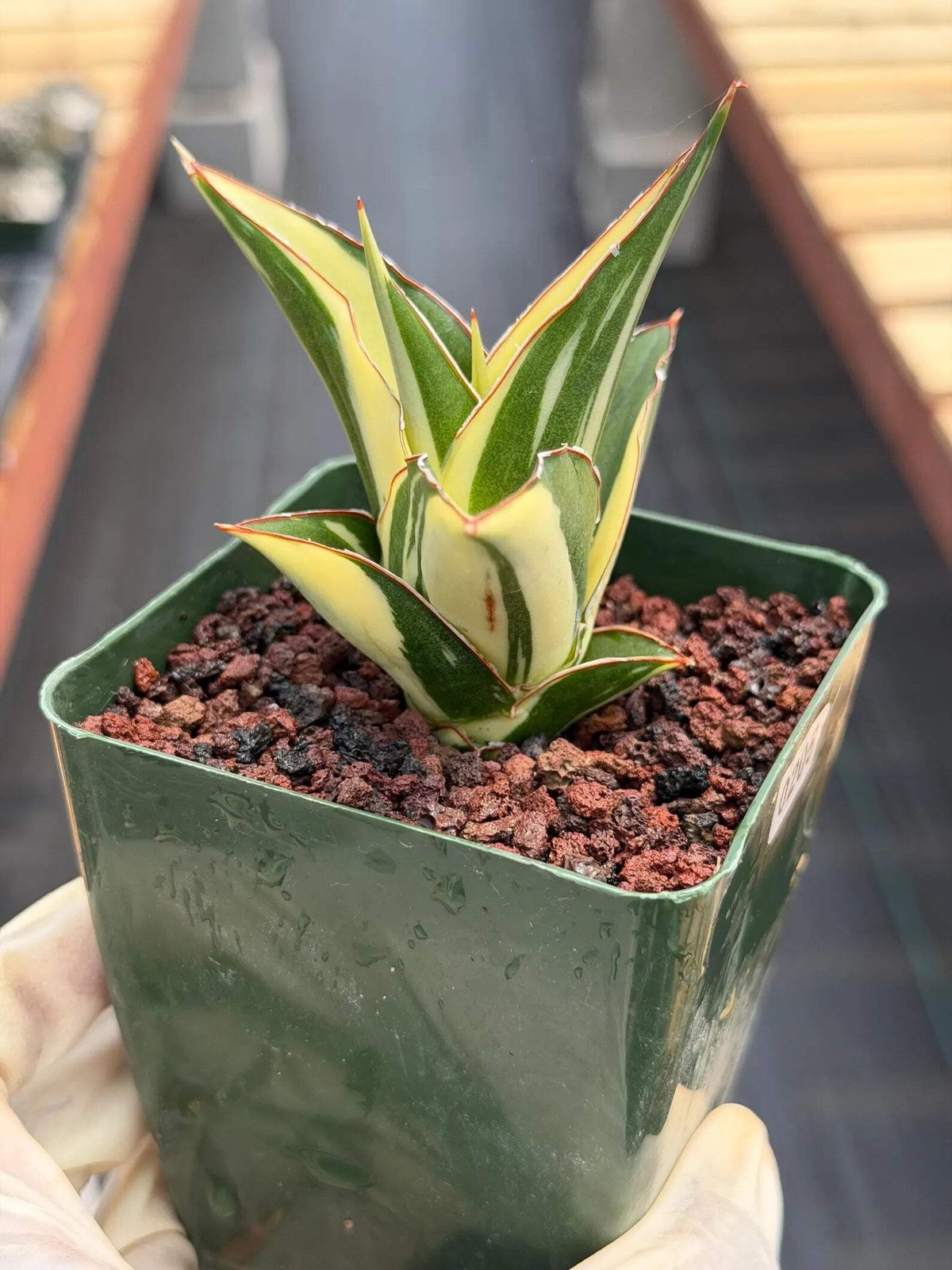 Variegated Sansevieria Tower | Rare Snake Plant | Easy Care Live Houseplant