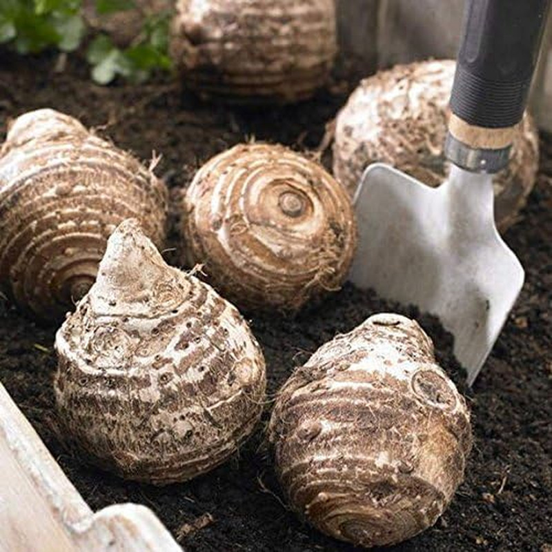 Elephant Ears Colocasia 3 Bulb Bold Tropical Effect to and Landscape