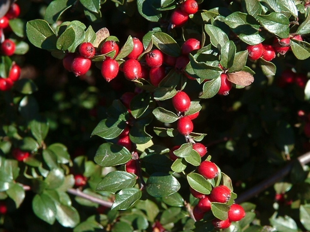 Cotoneaster divaricatus SPREADING COTONEASTER Shrub Seeds!