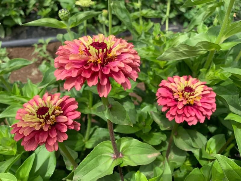 Queen Lime Zinnia Seeds 80+ Red Flowering Plants for Garden
