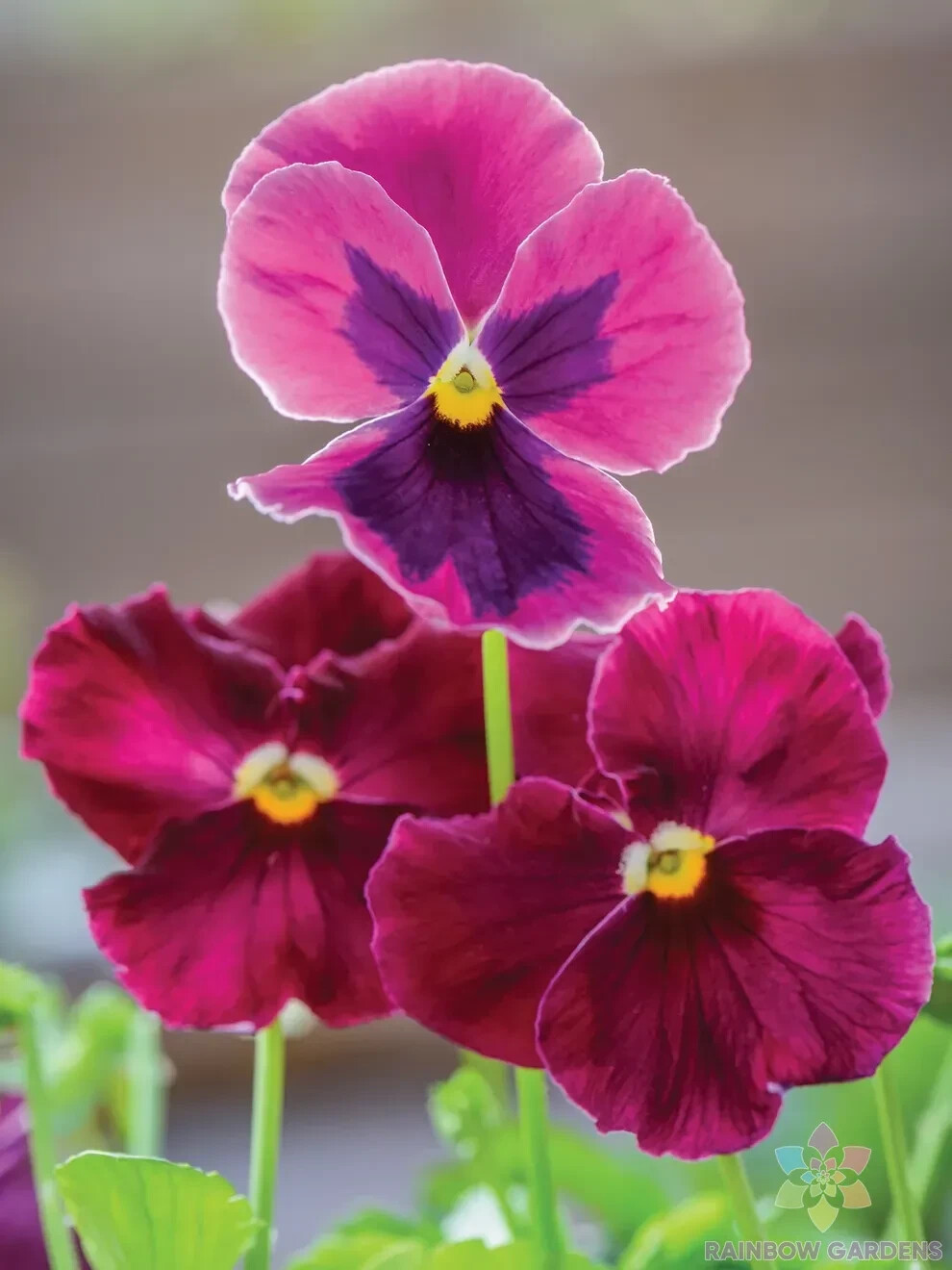 200+ Ruby Mix Pansy (Viola) Seeds for Garden Planting – USA – FREE SHIPPING!