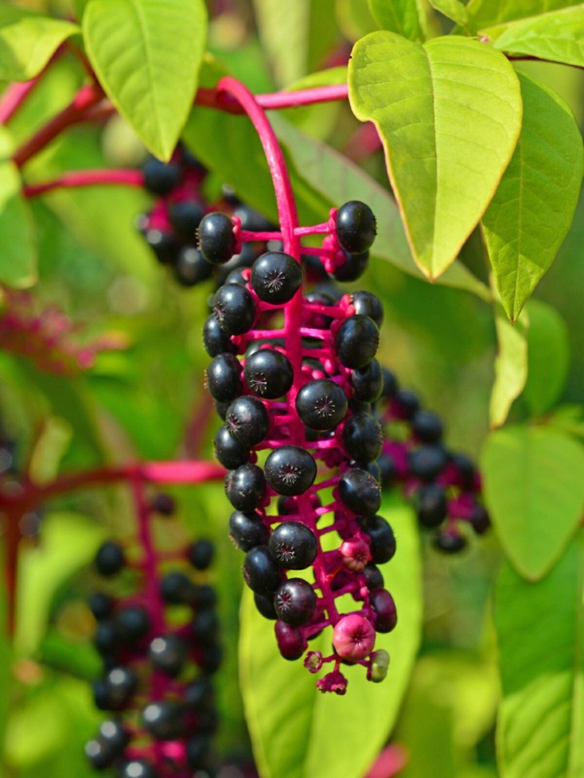 Pokeweed (Phytolacca americana) Seeds