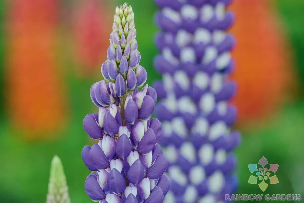 25+ Neptune Lupine Seeds for Garden Planting – USA – FREE SHIPPING!