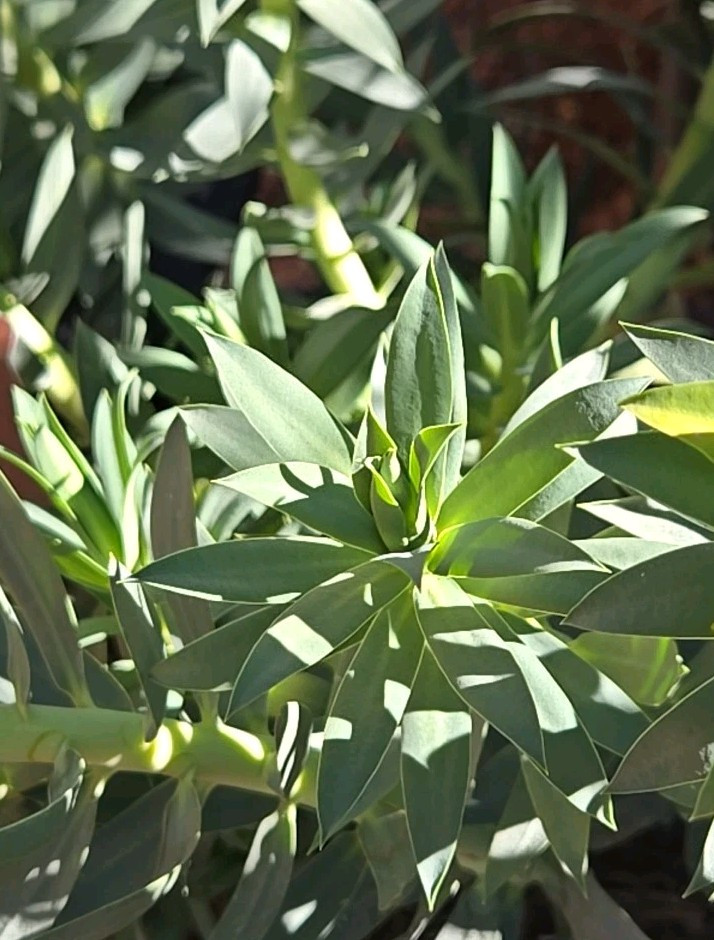 2023 EUPHORBIA, GOPHER PLANT PERENNIAL, 15 SEEDS UPRIGHT MYRTLE/SILVER SPURGE 01
