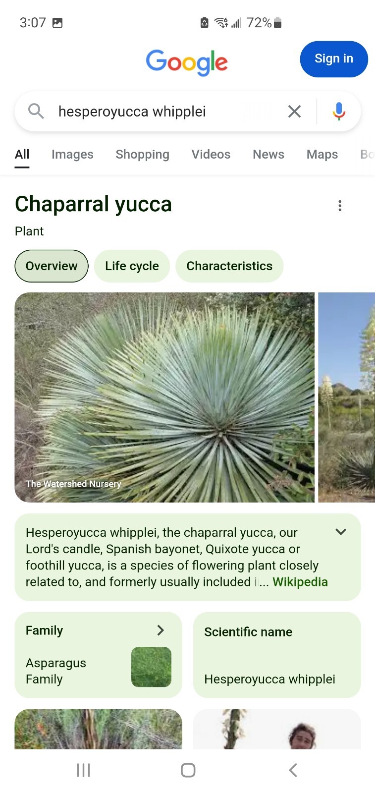 100 seeds – Chaparral Yucca Hesperoyucca Whipplei – Our Lord’s Candle Cactus