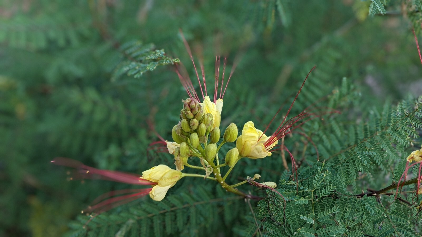20 Desert Yellow Bird Of Paradise, Caesalpinia Gilliesii Seeds From Arizona