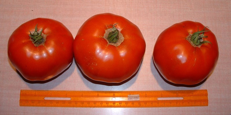 Tomato Seeds – Abe Lincoln, (Uniform, Deep Red, Smooth)