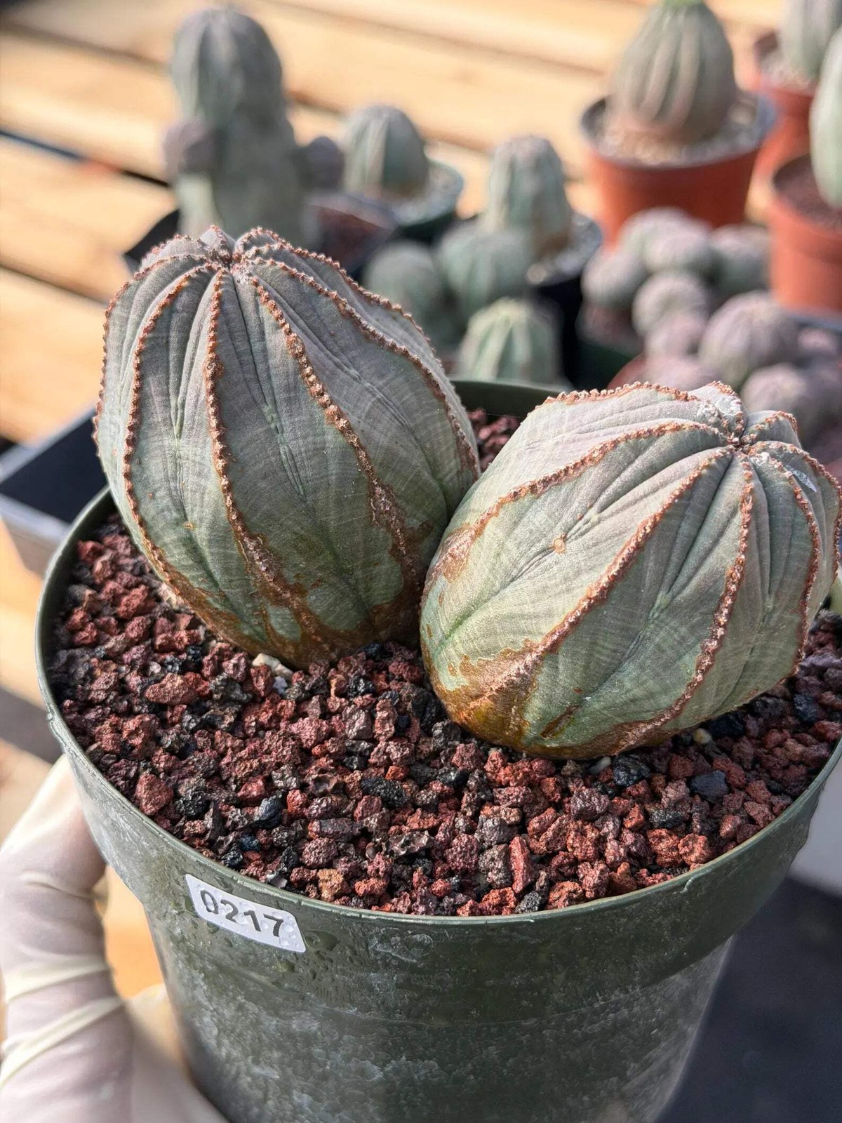 Large Euphorbia Obesa Double Heads | Rare Succulent | Seed‑Grown Live Cactus Pla