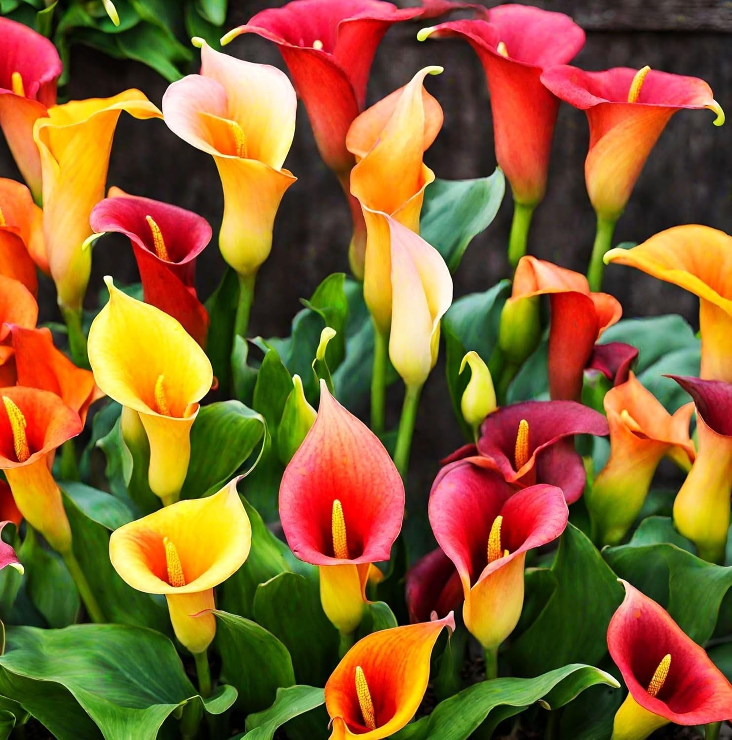 Germinate 100 Mixed Color Calla Lily Seeds – Ideal for Spring Planting