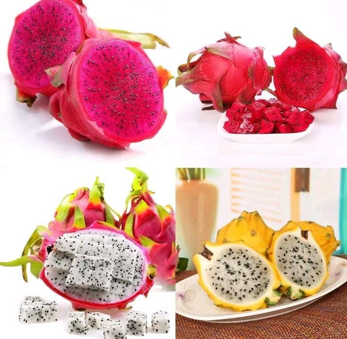 20 seeds Dragon fruit pitaya seeds mix 4 kinds 5 yellow,5 red,5 white,5 purple
