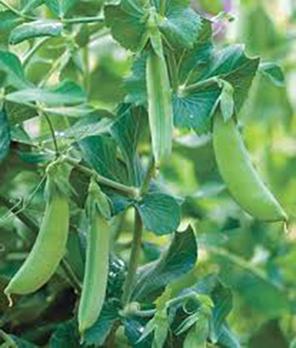 PEAS, EARLY ALASKA, HEIRLOOM, 500+ SEEDS, TASTES GREAT FRESH OR CANNED