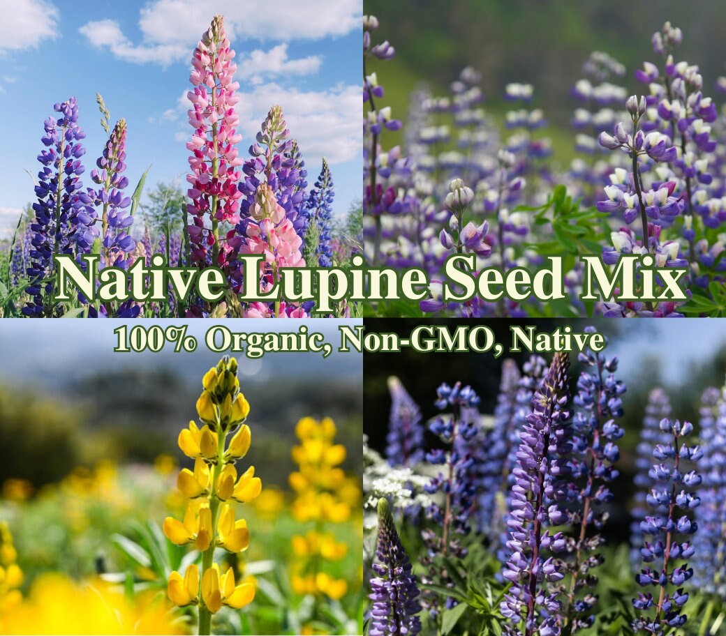 Native Lupine Wild Flower Seed Mix for Sustainable Landscaping American Wildflow