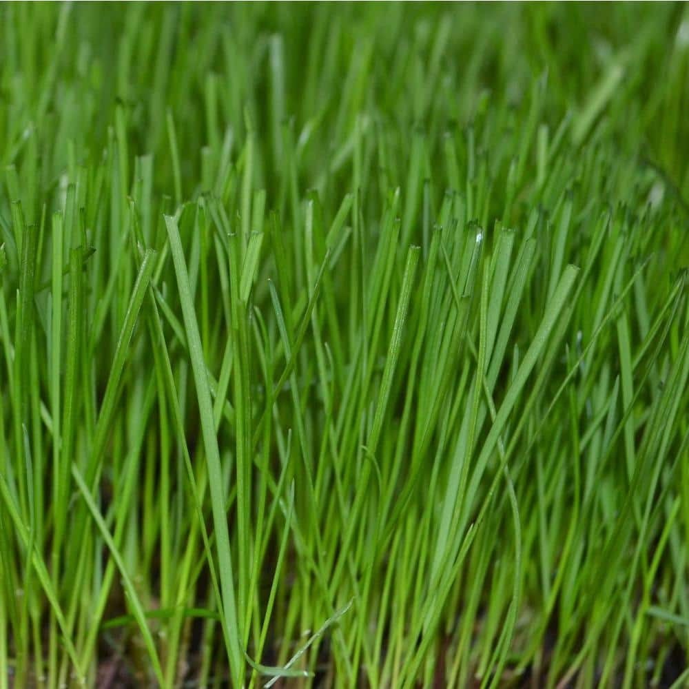 50 Lbs. Perennial Ryegrass Blend