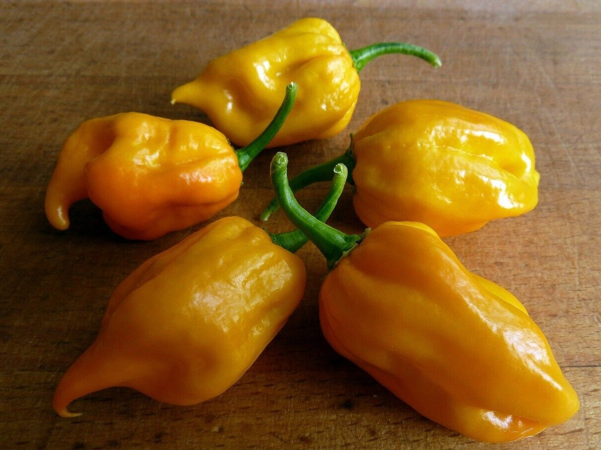 20 Sweet Fresh Yellow Habanero | NON-GMO | Premium Pepper Seeds-B 66