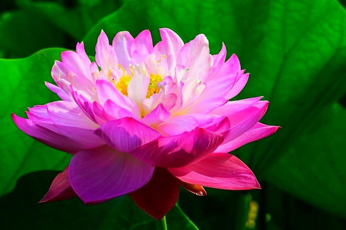 35 Miniature Water Lily Seeds Variety Pack for Bowls, Ponds & Water Gardens Non-