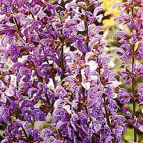 Salvia (Sage) pratensis 500 seeds