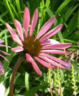 Echinacea tennesseensis 250 seeds