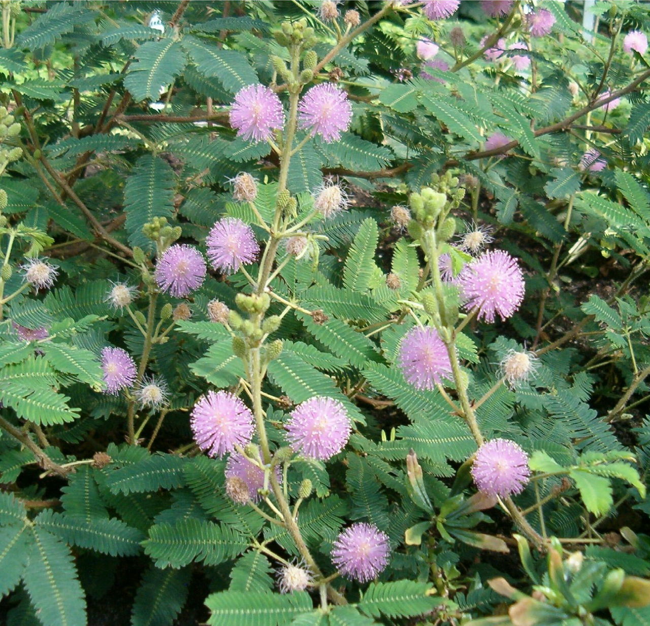 500+ SENSITIVE PLANT Seeds BULK *Free US Shipping!* Mimosa Pudica Seeds