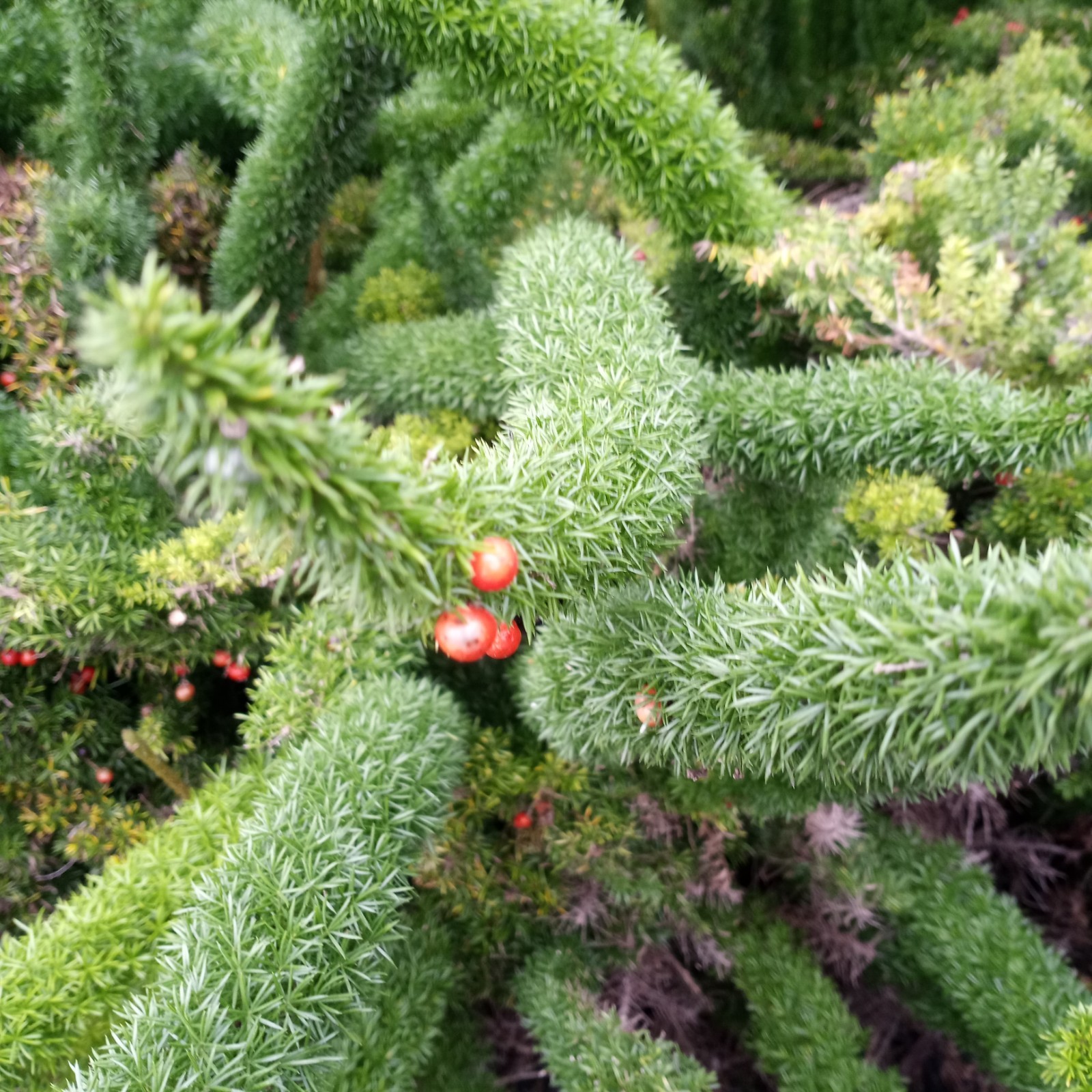 15 ASPARAGUS FOXTAIL FERN FRESH Seeds – Myers – Houseplant Tropical Garden RARE!