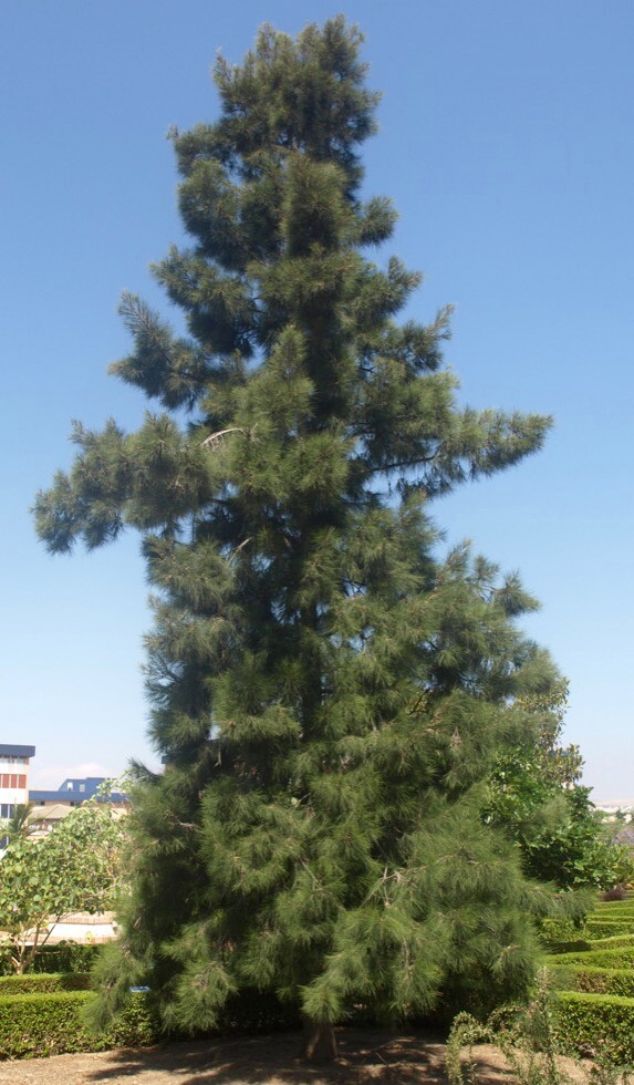 Australian Beach Pine Tree | Premium Seeds | Casuarina equisetifolia | Plants’®