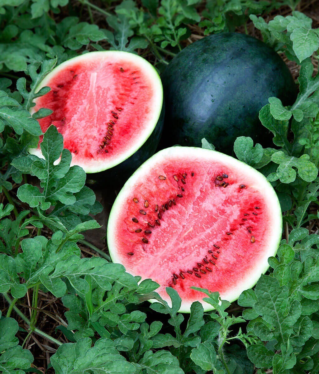Sugar Baby Watermelon, 25 Seeds | Non-GMO | Free Shipping | USA