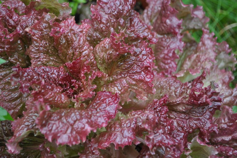 Ruby Red Lettuce Seeds | Organic | Rare