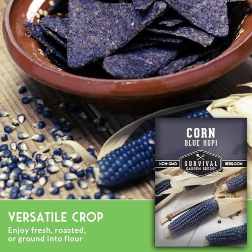 Blue Hopi Corn Seeds for Planting – Plant & Grow Heritage Blue Maize in Your 1
