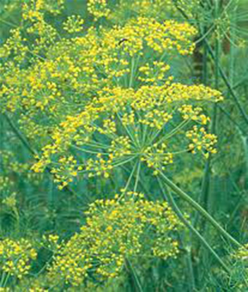 DILL SEED, MAMMOTH LONG ISLAND, HEIRLOOM, NON GMO, 25+ SEEDS, SPICE